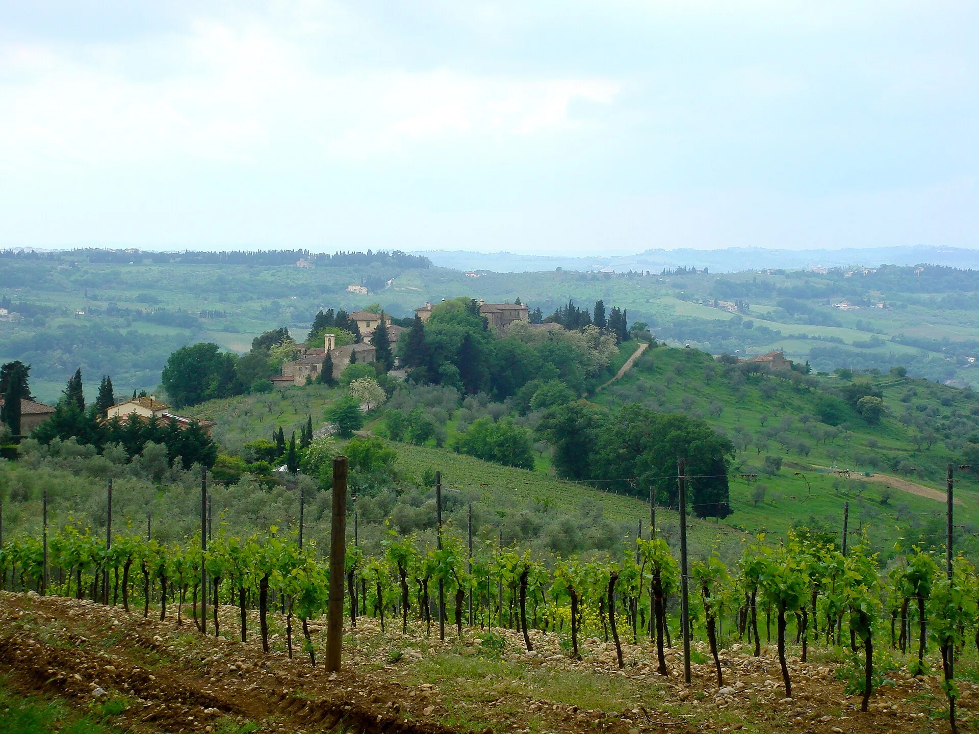 Filari di vigneto nella campagna toscana, con le colline sullo sfondo in una giornata di sole